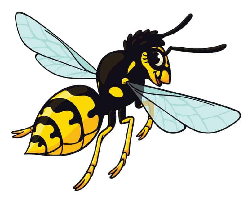 Wasps | Gippsland Pest Management