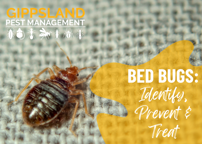 Bed Bugs: Identify, Prevent & Treat