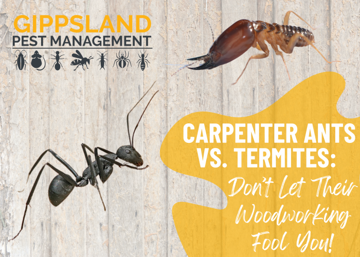 Carpenter Ants vs. Termites: Don’t Let Their Woodworking Fool You!