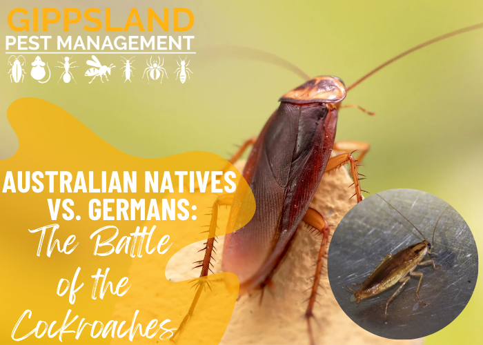 Australian Natives vs. Germans: The Battle of the Cockroaches 🪳