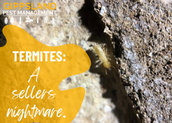 Termites! A Sellers Nightmare.